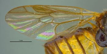 Media type: image;   Entomology 32553 Aspect: Wing front